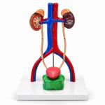 Urinary System Model